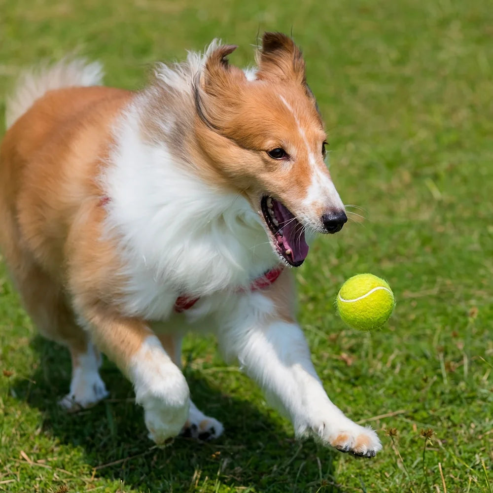 Lot de 3 Balles de Tennis pour Chiens – Jouets Interactifs Intérieur & Extérieur
