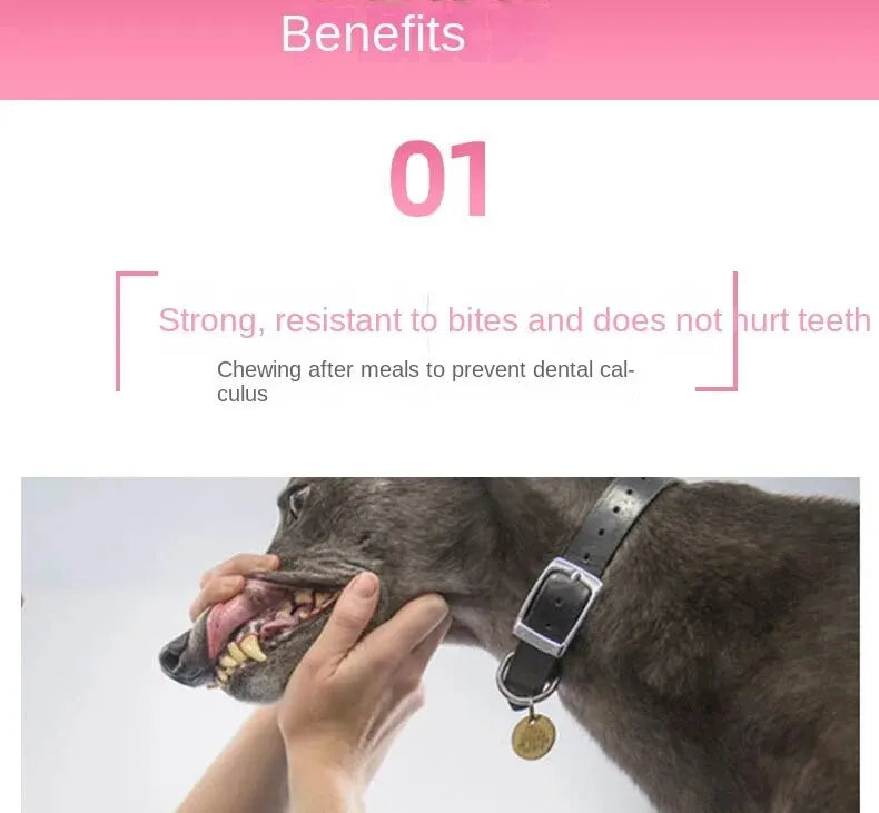 Peluche Dinosaure pour Chiens et Chats – Jouet Interactif